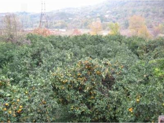 Продам участок в Абхазии, пригород Сухуми, 70 соток в городе Сочи, фото 4, стоимость: 3 500 000 руб.