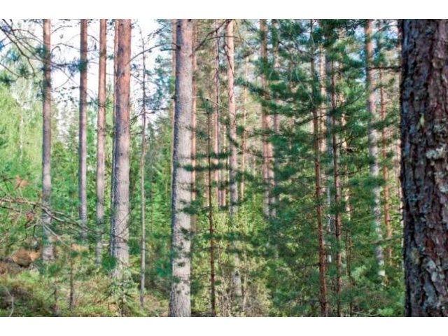 Финляндия. Долгожданное предложение на Сайме в 65 км. от границы. 55 соток соснового леса. в городе Санкт-Петербург, фото 3, стоимость: 3 150 000 руб.