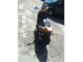 Продам скутер срочно!!! в городе Кропоткин, фото 1, Краснодарский край