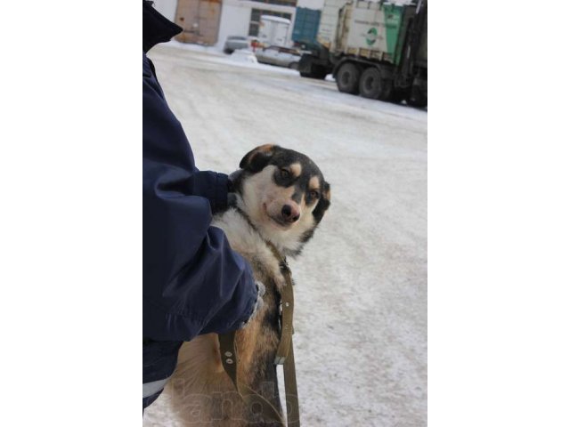 Валюта - собака из приюта в городе Екатеринбург, фото 1, Собаки