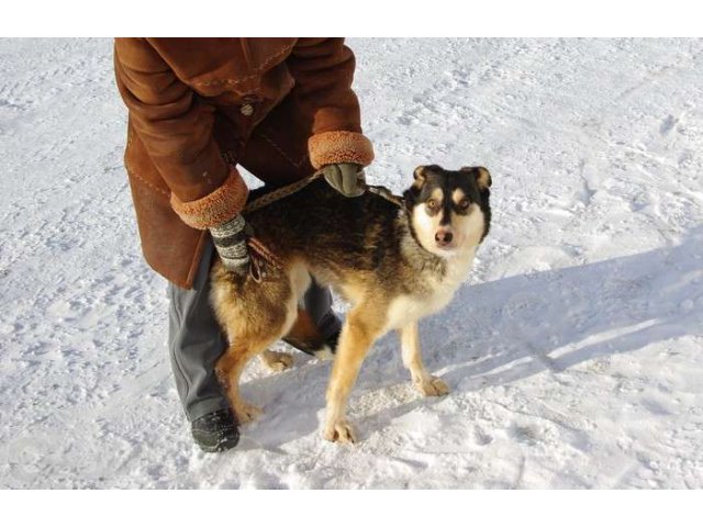 Валюта - собака из приюта в городе Екатеринбург, фото 2, Свердловская область