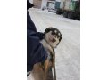 Валюта - собака из приюта в городе Екатеринбург, фото 1, Свердловская область