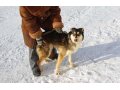 Валюта - собака из приюта в городе Екатеринбург, фото 2, стоимость: 0 руб.