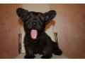 Щенки Скай Терьера, самые здоровые собаки в мире. в городе Иркутск, фото 5, стоимость: 20 000 руб.