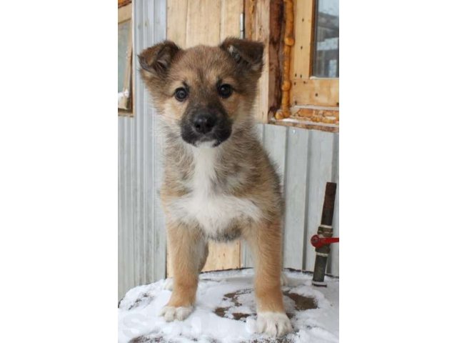 Помогите, пожалуйста, обрести добрый дом забавным щенкам!!! в городе Хабаровск, фото 1, Собаки