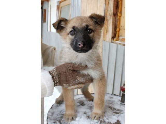 Помогите, пожалуйста, обрести добрый дом забавным щенкам!!! в городе Хабаровск, фото 2, Хабаровский край