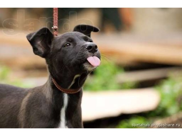 Помогите, пожалуйста, обрести добрый дом забавным щенкам!!! в городе Хабаровск, фото 4, Собаки