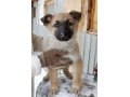 Помогите, пожалуйста, обрести добрый дом забавным щенкам!!! в городе Хабаровск, фото 2, стоимость: 0 руб.