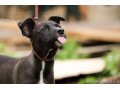 Помогите, пожалуйста, обрести добрый дом забавным щенкам!!! в городе Хабаровск, фото 4, Хабаровский край