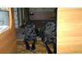 Продаются очаровательные щенки Кане Корсо для семьи! в городе Уфа, фото 1, Башкортостан