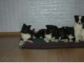 Продажа щенков русской-европейской лайки в городе Курск, фото 3, Собаки