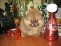 Продам очень красивых щенков миниатюрного померанского шпица. в городе Архангельск, фото 1, Архангельская область