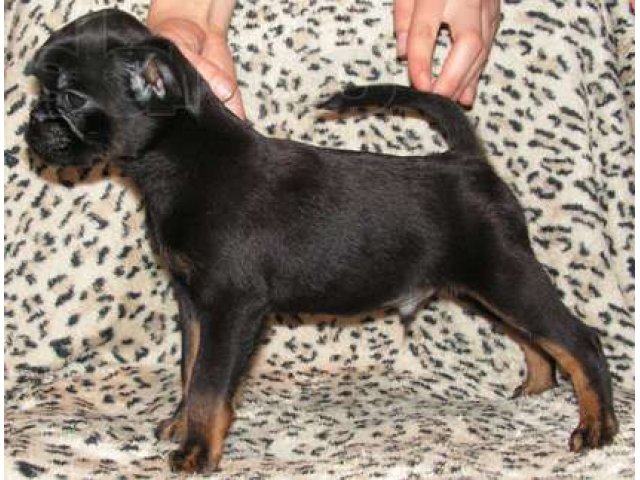 Щенки Бельгийского, Брюсс. гриффона и брабансона в городе Москва, фото 2, Московская область