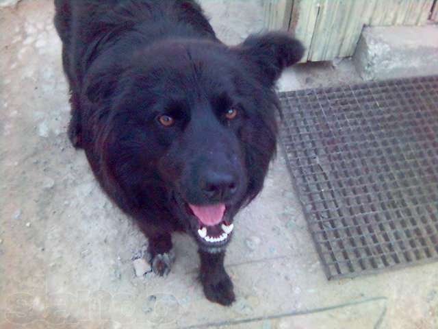 Дворовый пес отдам для охраны усадьбы. в городе Сургут, фото 1, стоимость: 0 руб.