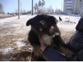 Отличные ребята ищут дом ( щенки) в городе Иркутск, фото 1, Иркутская область