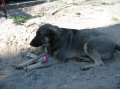 Собака в добрые руки на охрану в городе Тюмень, фото 1, Тюменская область