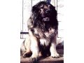 Щенки кавказской овчарки в городе Пермь, фото 1, Пермский край