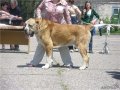 Продаю подрощенного щенка АЛАБАЯ (Среднеазиатской овчарки) в городе Ставрополь, фото 2, стоимость: 15 000 руб.
