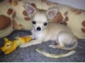 Продается микро щенок чихуахуа в городе Екатеринбург, фото 1, Свердловская область