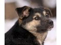 Триша – щенок, дружелюбная со всеми, энергичная и обучаемая. в городе Голицыно, фото 1, Московская область