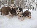 Щенки Сибирских Хасок в городе Кострома, фото 3, Собаки