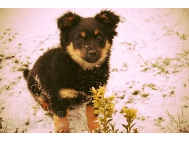 Отдаю щеночка от хорошей собачки в городе Краснодар, фото 2, Краснодарский край