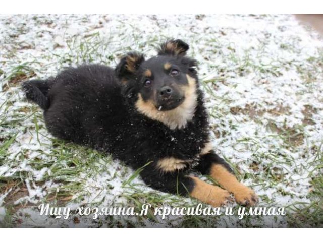 Отдаю щеночка от хорошей собачки в городе Краснодар, фото 3, стоимость: 0 руб.