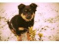 Отдаю щеночка от хорошей собачки в городе Краснодар, фото 2, стоимость: 0 руб.