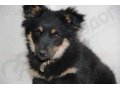 Отдаю щеночка от хорошей собачки в городе Краснодар, фото 5, стоимость: 0 руб.