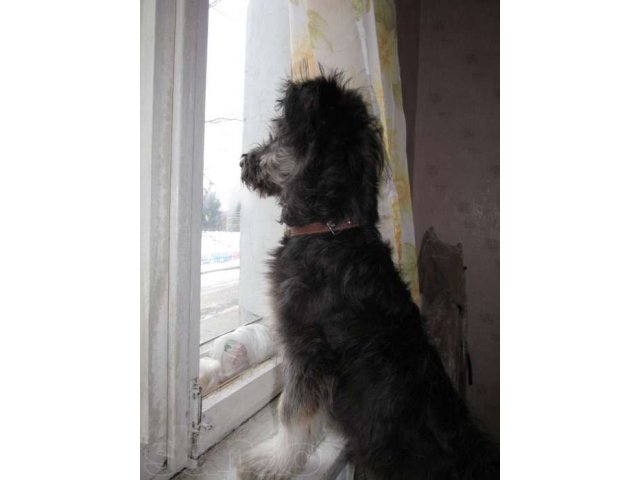 Отдам собачку в хорошие руки в городе Ангарск, фото 2, Иркутская область