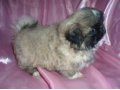 Продаю щенков пекинеса в городе Астрахань, фото 3, Собаки