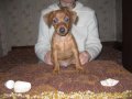 Продаю щенков цвергпинчера в городе Иваново, фото 1, Ивановская область