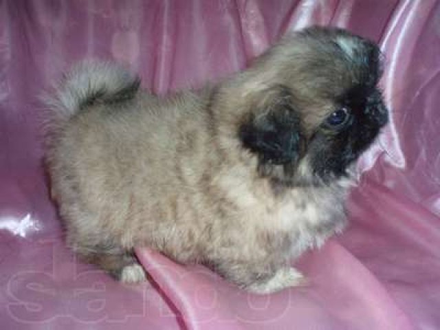 Продаю щенков пекинеса в городе Астрахань, фото 2, Собаки