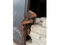 Два щеночка нуждаются в хозяевах! в городе Находка, фото 1, Приморский край