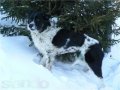 Собачка-Конопушка в хорошие руки в городе Омск, фото 1, Омская область