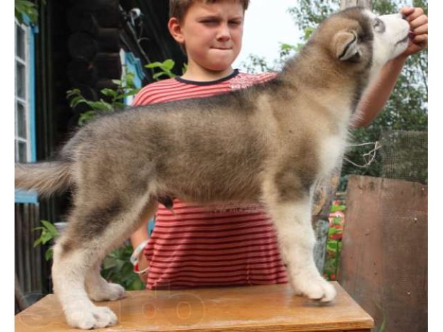 Аляскинский маламут щенок в городе Томск, фото 3, Томская область