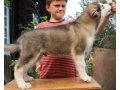 Аляскинский маламут щенок в городе Томск, фото 3, Собаки