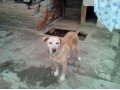 Отдам собаку в городе Астрахань, фото 1, Астраханская область