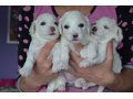 Продаются щенки бишон-фризе в городе Ставрополь, фото 2, стоимость: 50 000 руб.