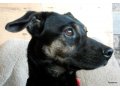Щавлик – небольшой пёсик, жизнелюбивый и активный! в городе Голицыно, фото 3, Собаки
