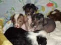 Продаются щенки в городе Тверь, фото 2, стоимость: 10 000 руб.
