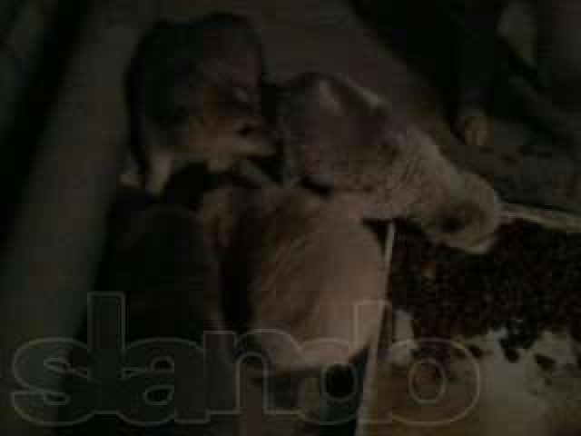 Отдам в дар красивых 2-х месячных щенков (папа породистый)) в городе Тюмень, фото 1, стоимость: 0 руб.