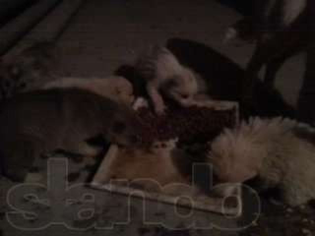 Отдам в дар красивых 2-х месячных щенков (папа породистый)) в городе Тюмень, фото 7, стоимость: 0 руб.