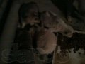 Отдам в дар красивых 2-х месячных щенков (папа породистый)) в городе Тюмень, фото 1, Тюменская область