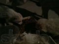 Отдам в дар красивых 2-х месячных щенков (папа породистый)) в городе Тюмень, фото 4, Тюменская область