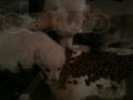 Отдам в дар красивых 2-х месячных щенков (папа породистый)) в городе Тюмень, фото 5, стоимость: 0 руб.