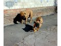 Бульмастиф, щенки 4 месяца в городе Владивосток, фото 1, Приморский край