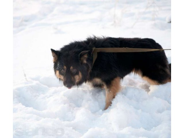Самый добрый пес ждет хозяина! в городе Сургут, фото 2, Ханты-Мансийский автономный округ
