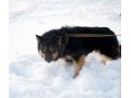 Самый добрый пес ждет хозяина! в городе Сургут, фото 2, стоимость: 0 руб.