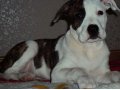 Продается щенок американского стаффордширского терьера в городе Тюмень, фото 1, Тюменская область